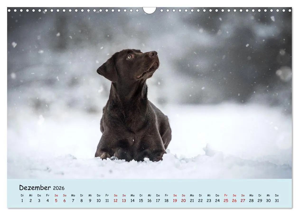 Bild: 9783457580059 | Labrador Retriever - Vielfalt auf Vier Pfoten (Wandkalender 2026...