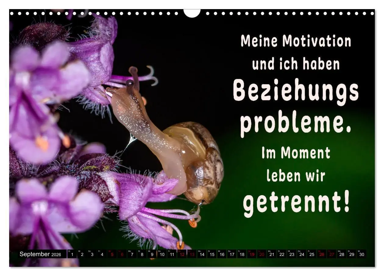 Bild: 9783457650059 | Spruchreif - Gute-Laune-Kalender (Wandkalender 2026 DIN A3 quer),...