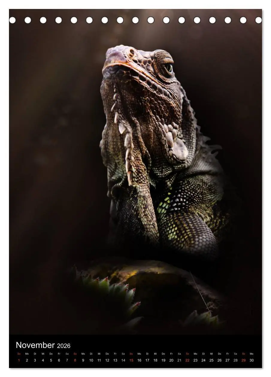 Bild: 9783516430059 | Auge in Auge mit coolen Typen - REPTILIEN (Tischkalender 2026 DIN...