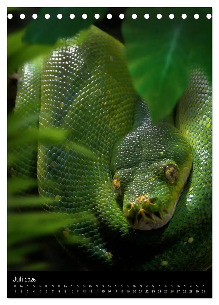 Bild: 9783516430059 | Auge in Auge mit coolen Typen - REPTILIEN (Tischkalender 2026 DIN...