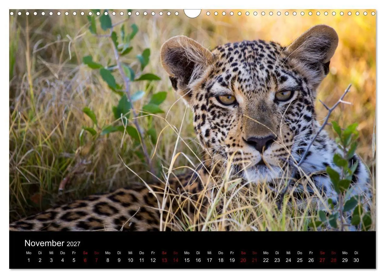 Bild: 9783569810259 | Afrika - Faszination Tierwelt (Wandkalender 2027 DIN A3 quer),...