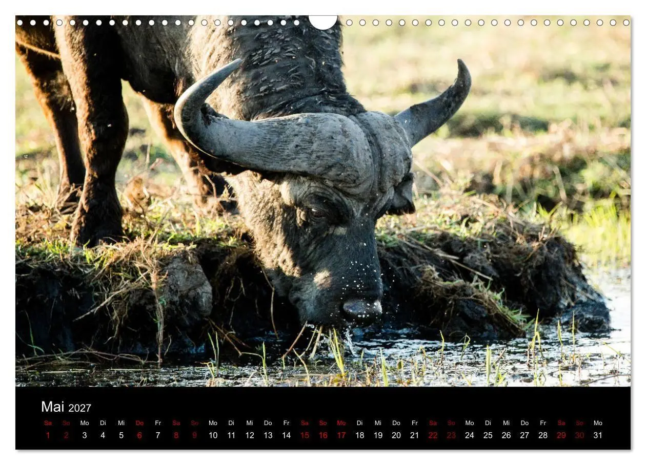 Bild: 9783569810259 | Afrika - Faszination Tierwelt (Wandkalender 2027 DIN A3 quer),...