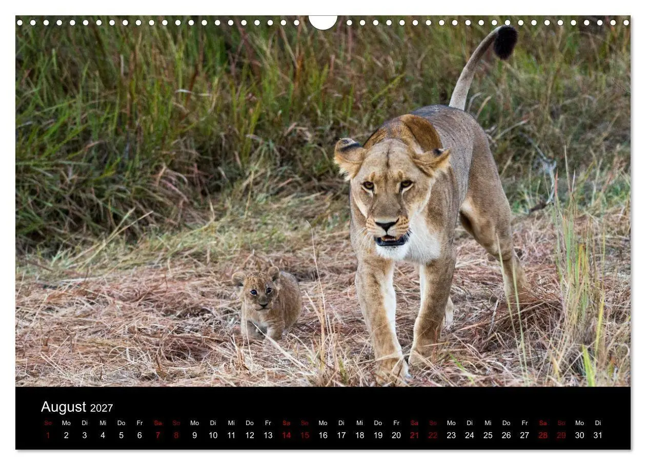 Bild: 9783569810259 | Afrika - Faszination Tierwelt (Wandkalender 2027 DIN A3 quer),...