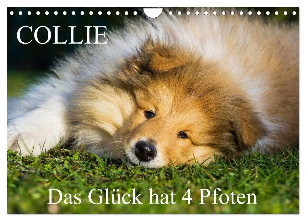 Cover: 9783569730359 | Collie - Das Glück hat 4 Pfoten (Wandkalender 2027 DIN A4 quer),...