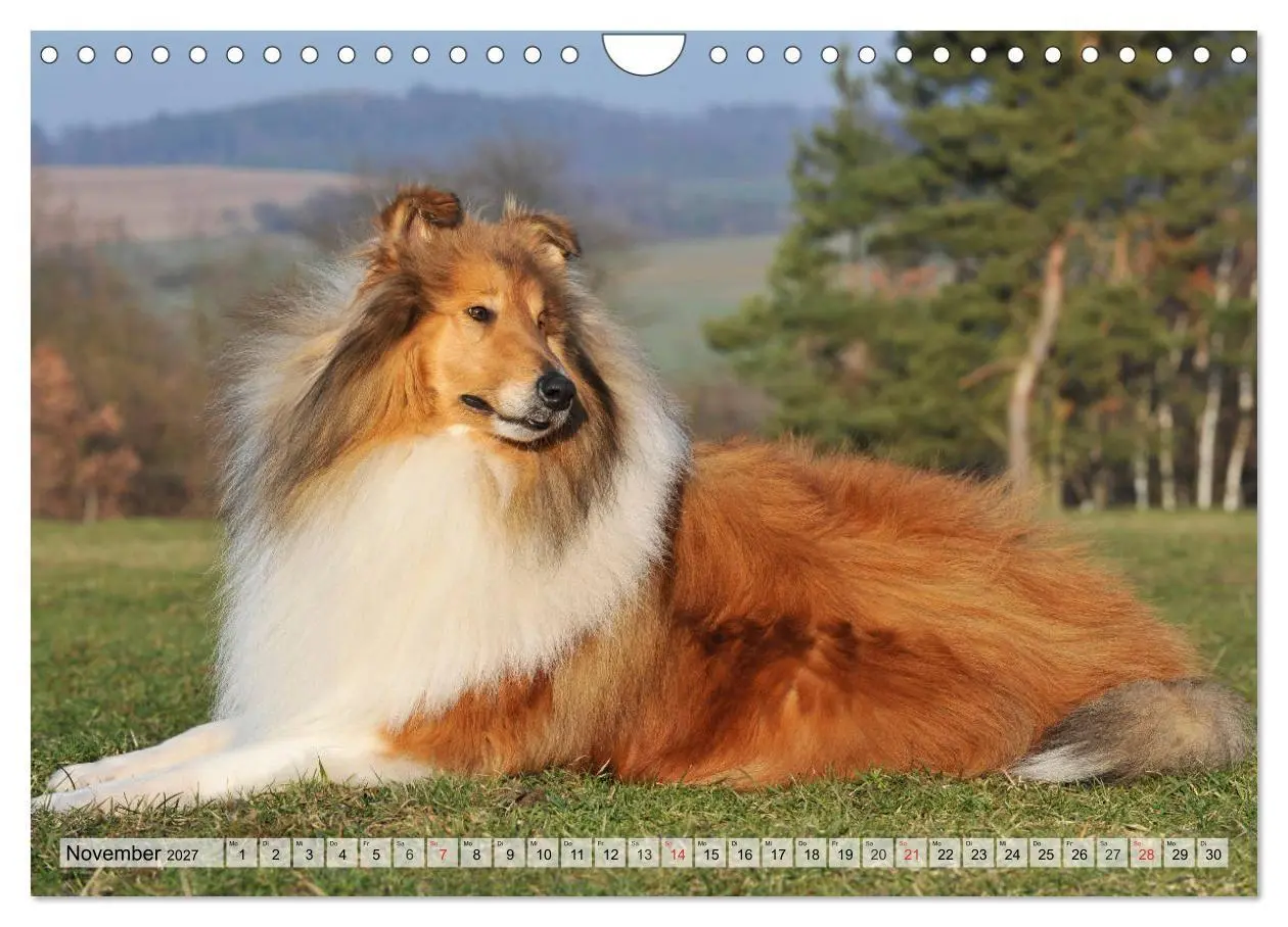 Bild: 9783569730359 | Collie - Das Glück hat 4 Pfoten (Wandkalender 2027 DIN A4 quer),...