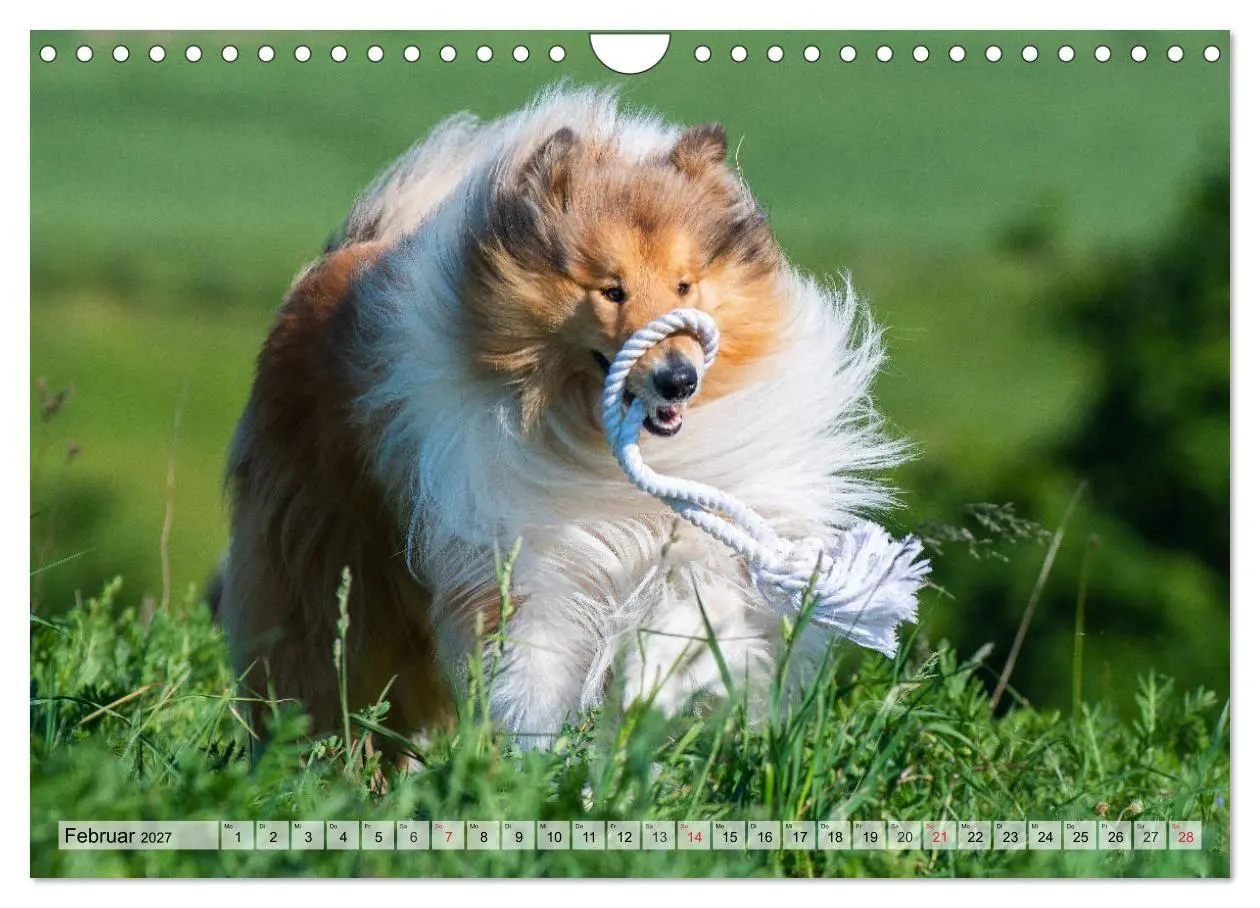 Bild: 9783569730359 | Collie - Das Glück hat 4 Pfoten (Wandkalender 2027 DIN A4 quer),...
