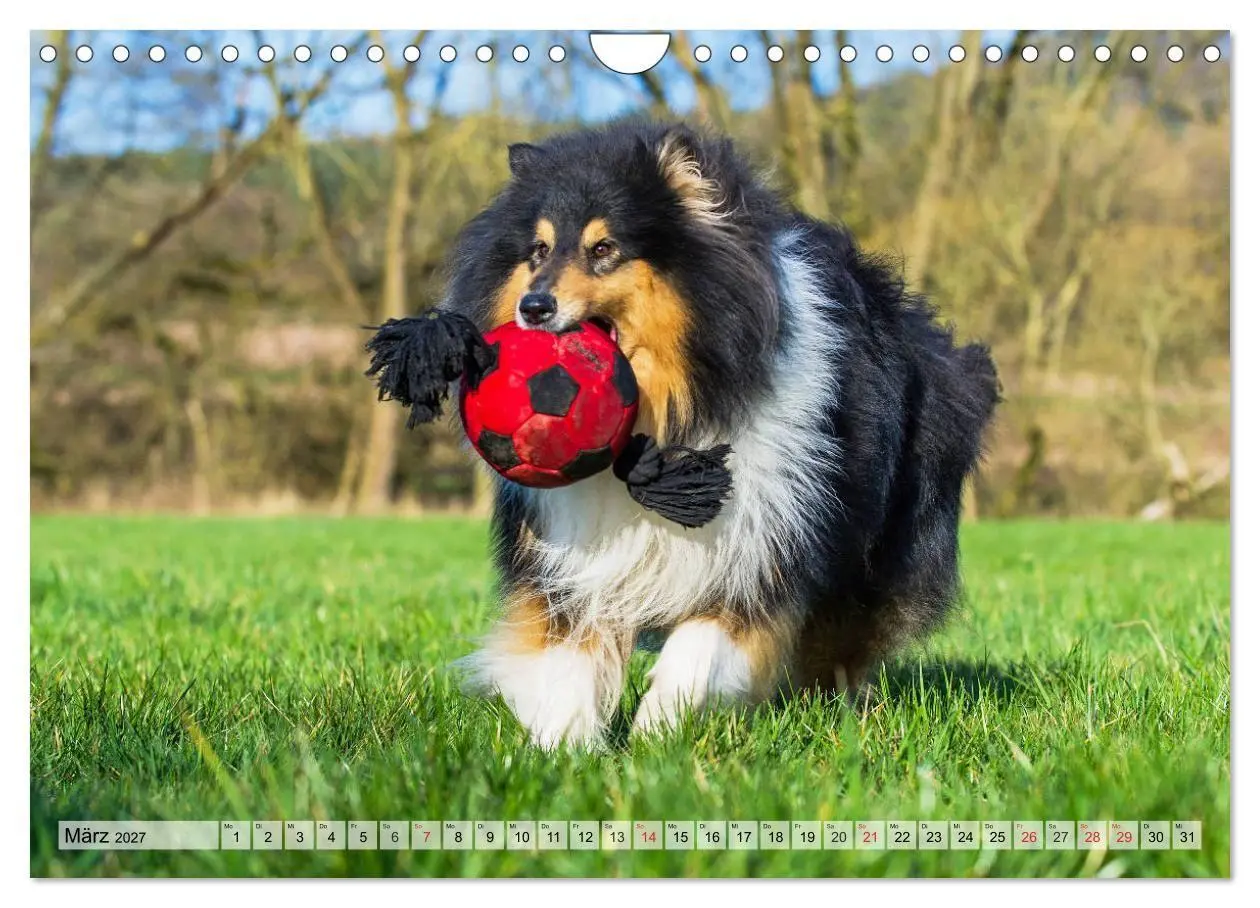 Bild: 9783569730359 | Collie - Das Glück hat 4 Pfoten (Wandkalender 2027 DIN A4 quer),...