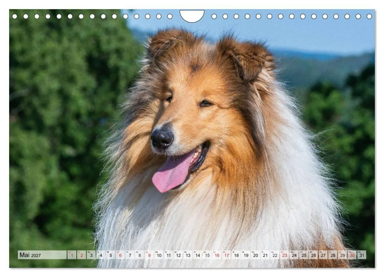 Bild: 9783569730359 | Collie - Das Glück hat 4 Pfoten (Wandkalender 2027 DIN A4 quer),...