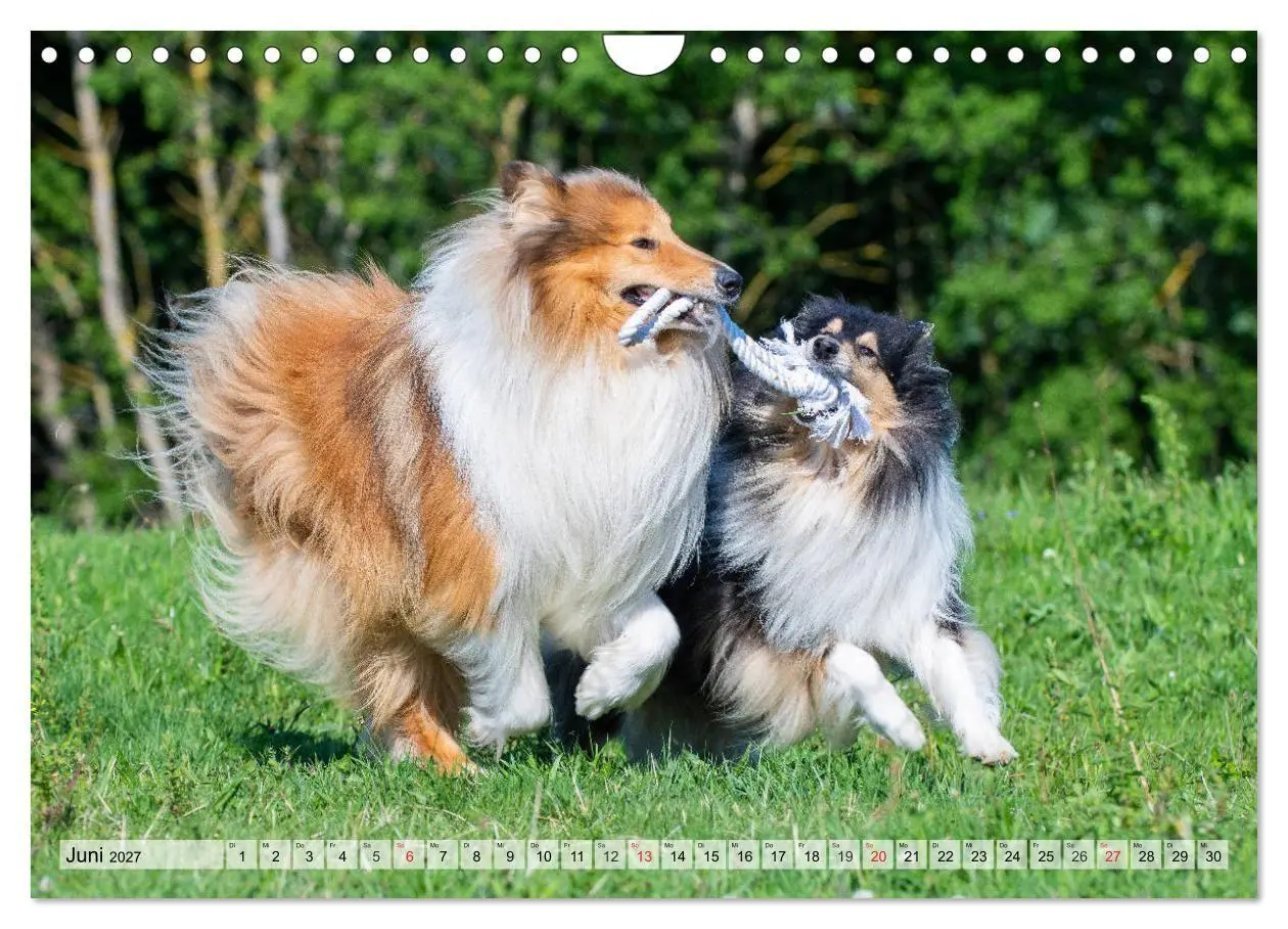Bild: 9783569730359 | Collie - Das Glück hat 4 Pfoten (Wandkalender 2027 DIN A4 quer),...