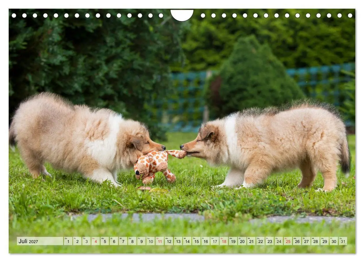 Bild: 9783569730359 | Collie - Das Glück hat 4 Pfoten (Wandkalender 2027 DIN A4 quer),...