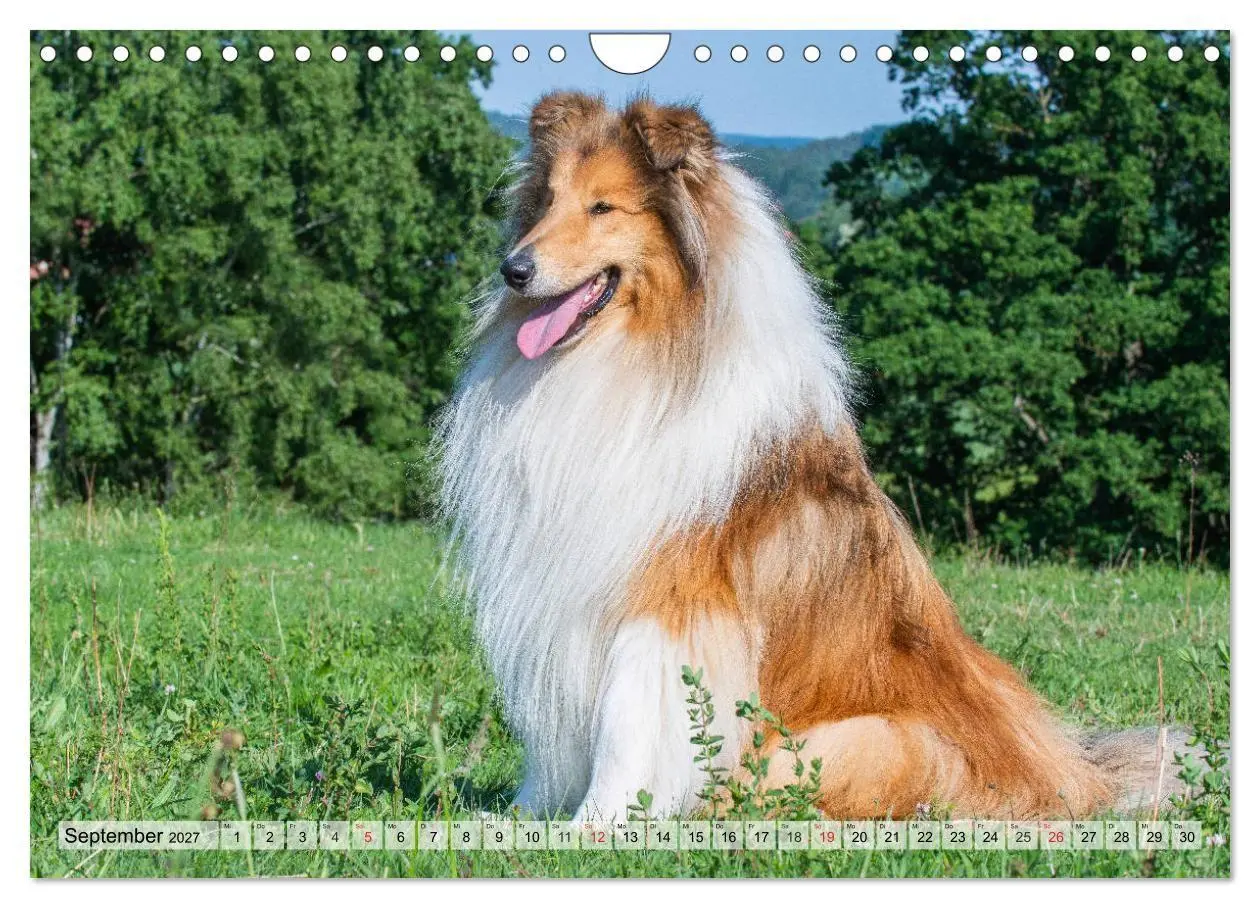Bild: 9783569730359 | Collie - Das Glück hat 4 Pfoten (Wandkalender 2027 DIN A4 quer),...