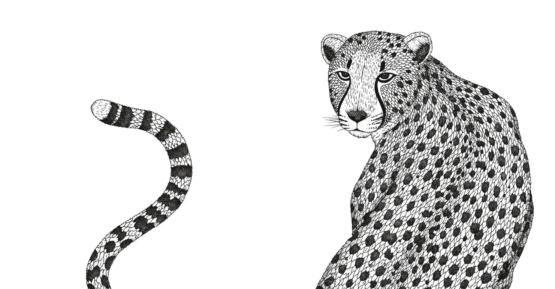 Bild: 4026633000459 | Wildes Afrika | Ausmalen und entspannen | Suthipa Kamyam | Taschenbuch