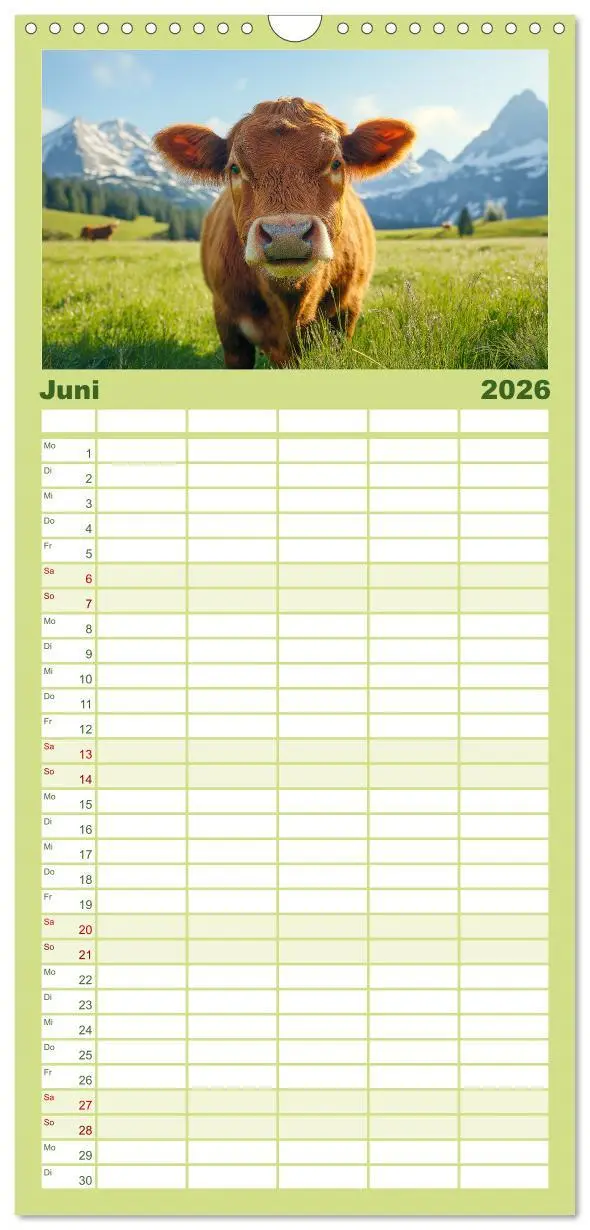 Bild: 9783516490459 | Familienplaner 2026 - KÜHE AUF DER ALM - Der Kalender aus Bayern...