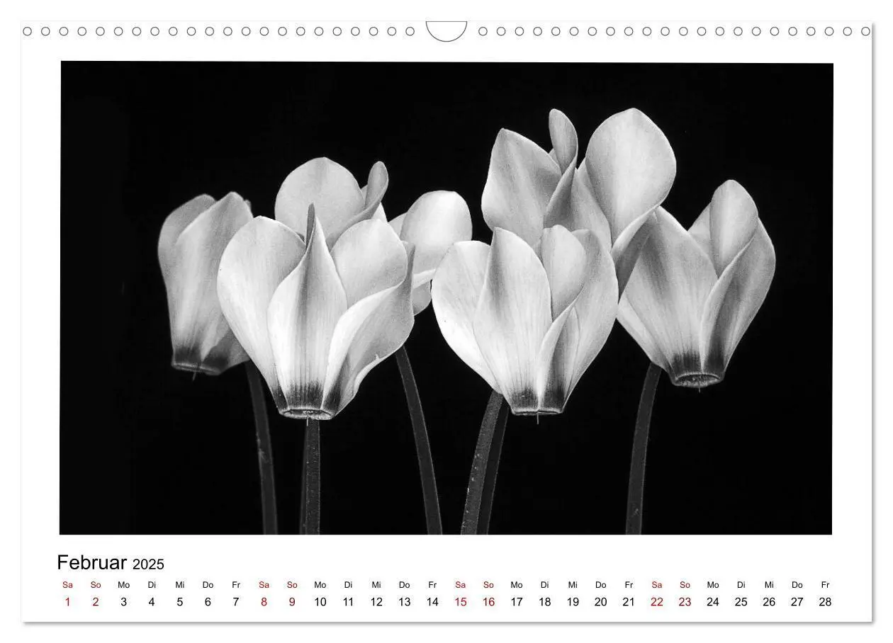 Bild: 9783435440559 | Die grafische Schönheit der Pflanzen - Schwarz-Weiß (Wandkalender...