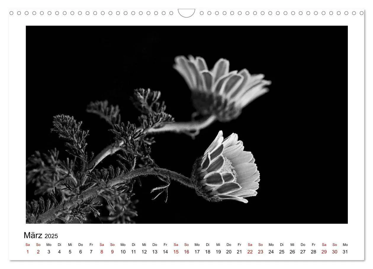Bild: 9783435440559 | Die grafische Schönheit der Pflanzen - Schwarz-Weiß (Wandkalender...
