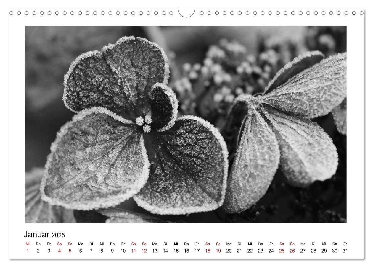 Bild: 9783435440559 | Die grafische Schönheit der Pflanzen ¿ Schwarz-Weiß (Wandkalender...