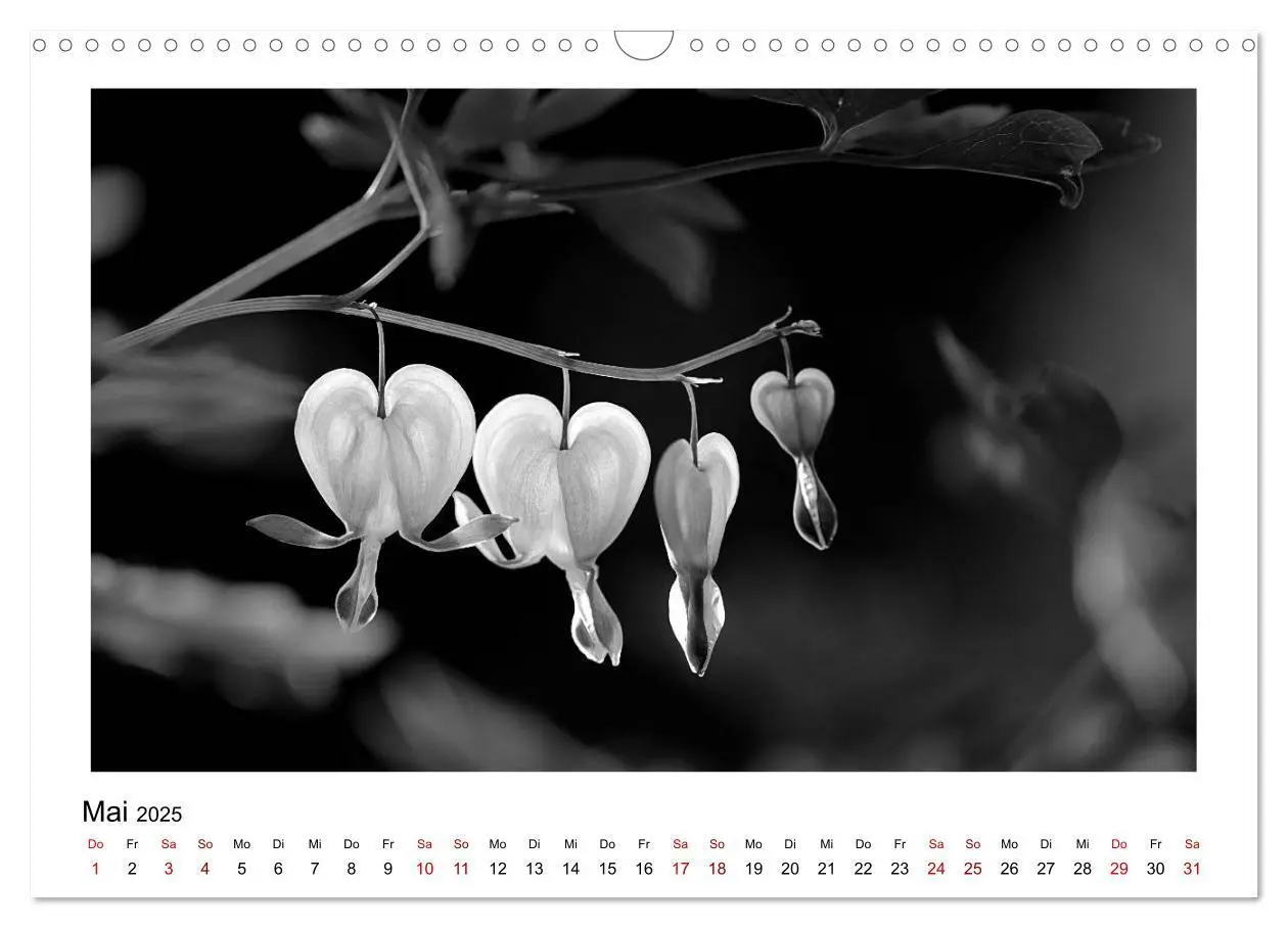 Bild: 9783435440559 | Die grafische Schönheit der Pflanzen - Schwarz-Weiß (Wandkalender...