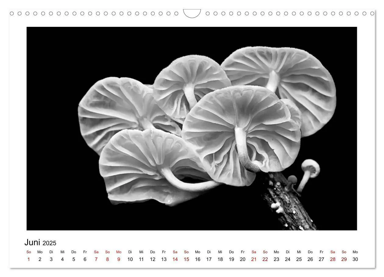 Bild: 9783435440559 | Die grafische Schönheit der Pflanzen - Schwarz-Weiß (Wandkalender...