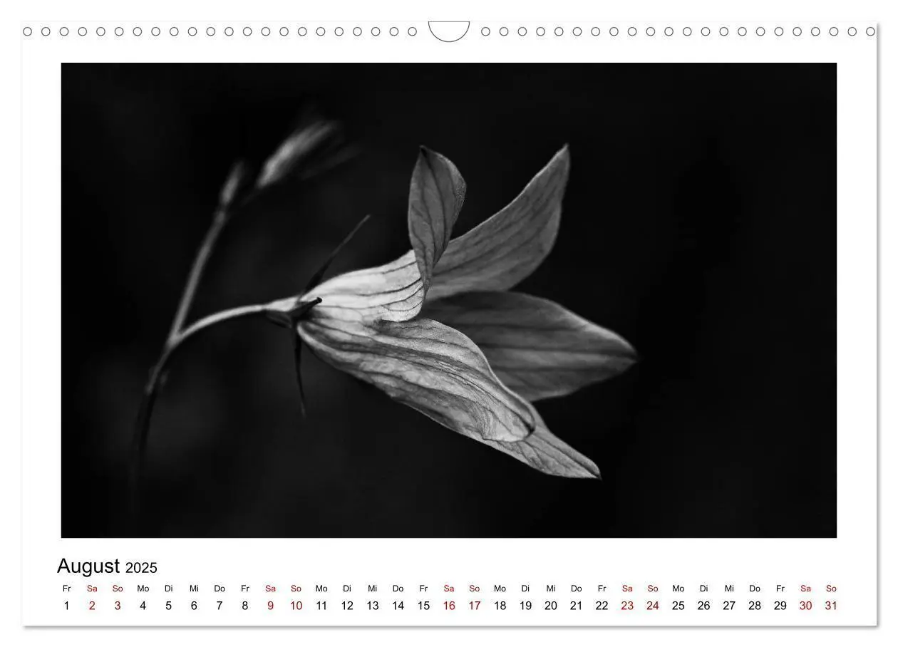 Bild: 9783435440559 | Die grafische Schönheit der Pflanzen - Schwarz-Weiß (Wandkalender...