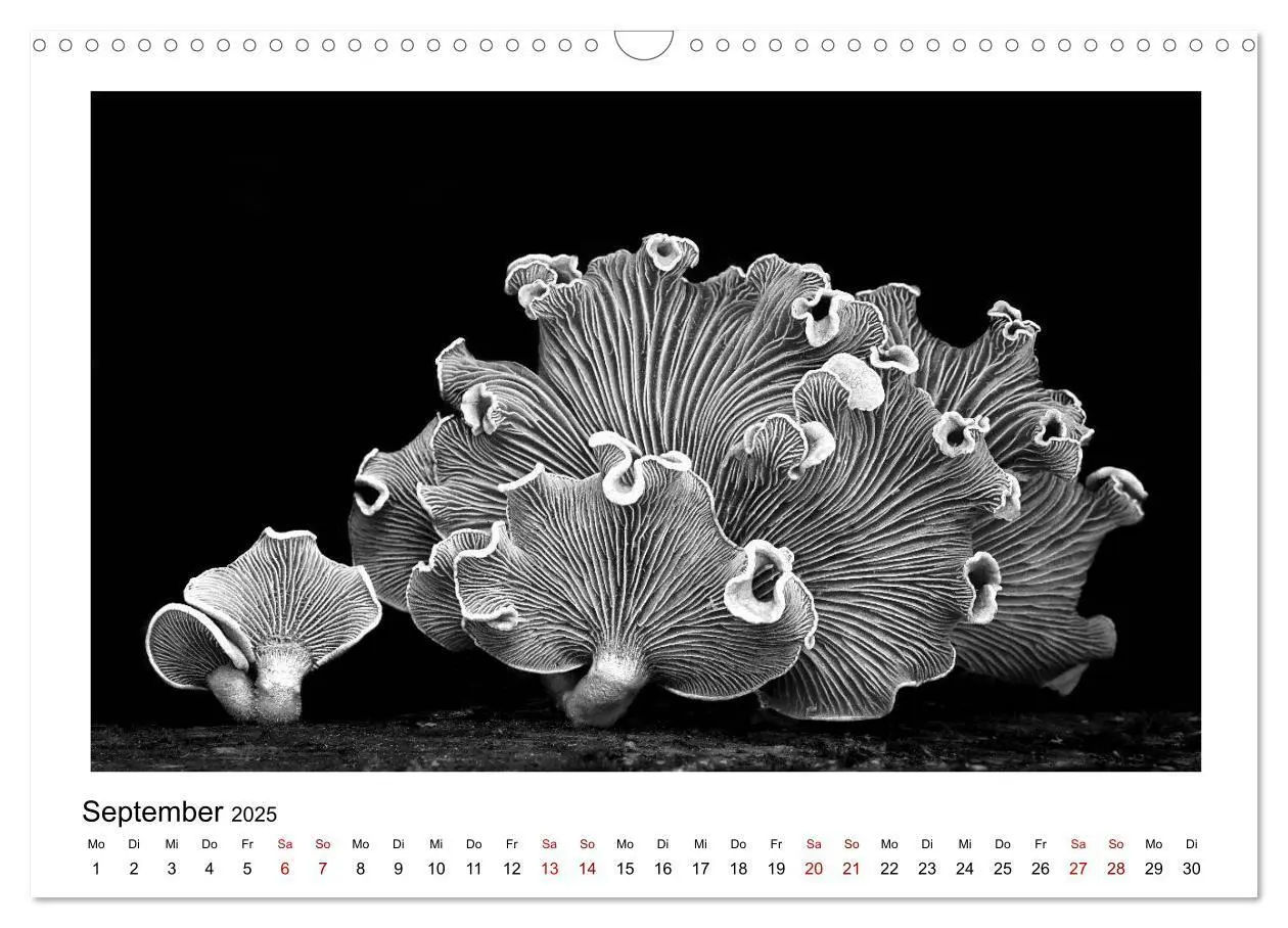Bild: 9783435440559 | Die grafische Schönheit der Pflanzen - Schwarz-Weiß (Wandkalender...