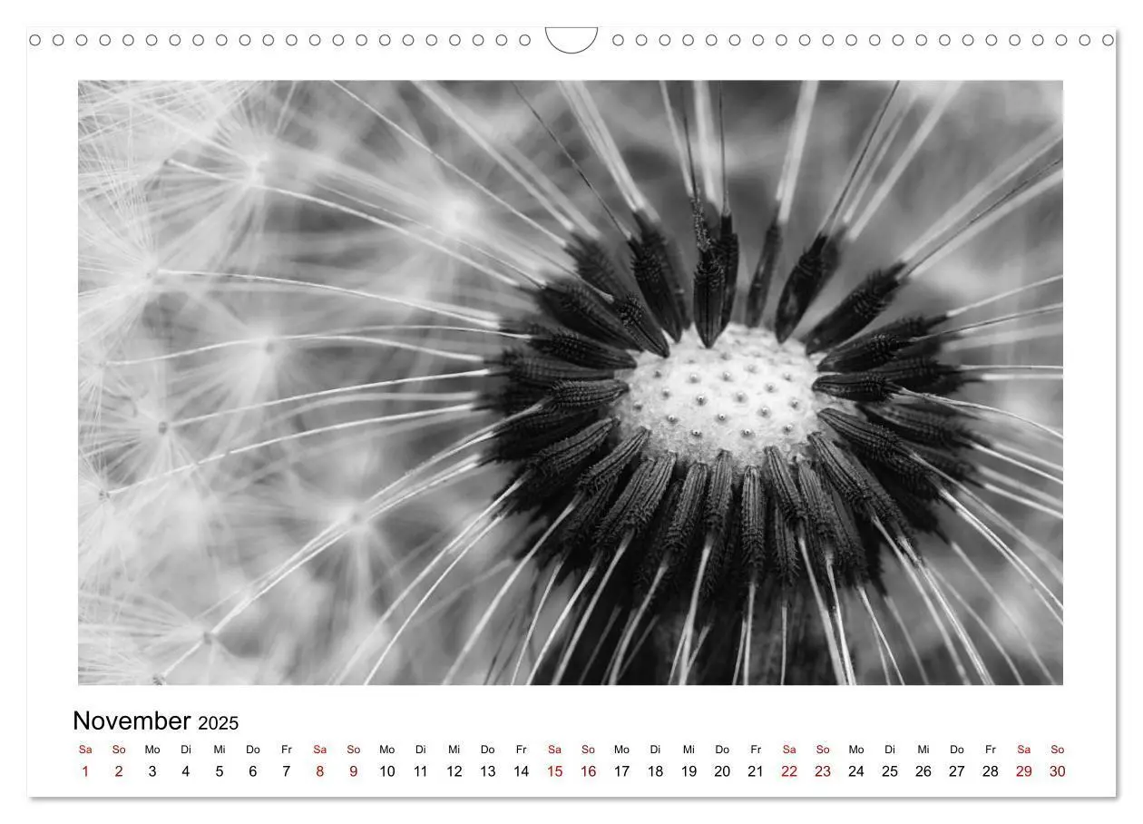 Bild: 9783435440559 | Die grafische Schönheit der Pflanzen - Schwarz-Weiß (Wandkalender...