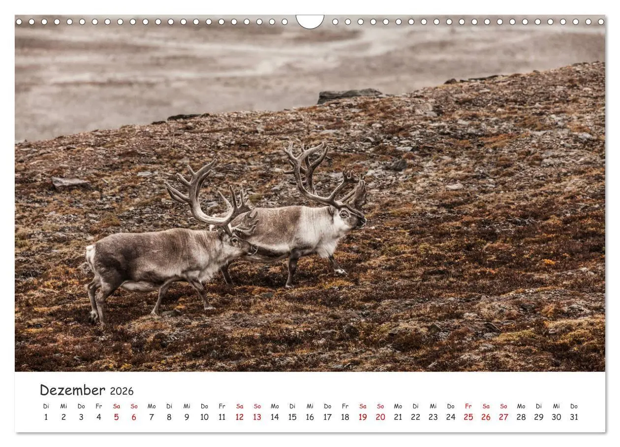 Bild: 9783457820759 | Rentiere (Wandkalender 2026 DIN A3 quer), CALVENDO Monatskalender