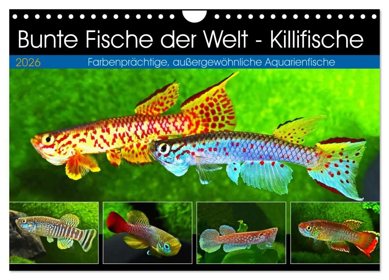 Cover: 9783457990759 | Bunte Fische der Welt - Killifische (Wandkalender 2026 DIN A4...