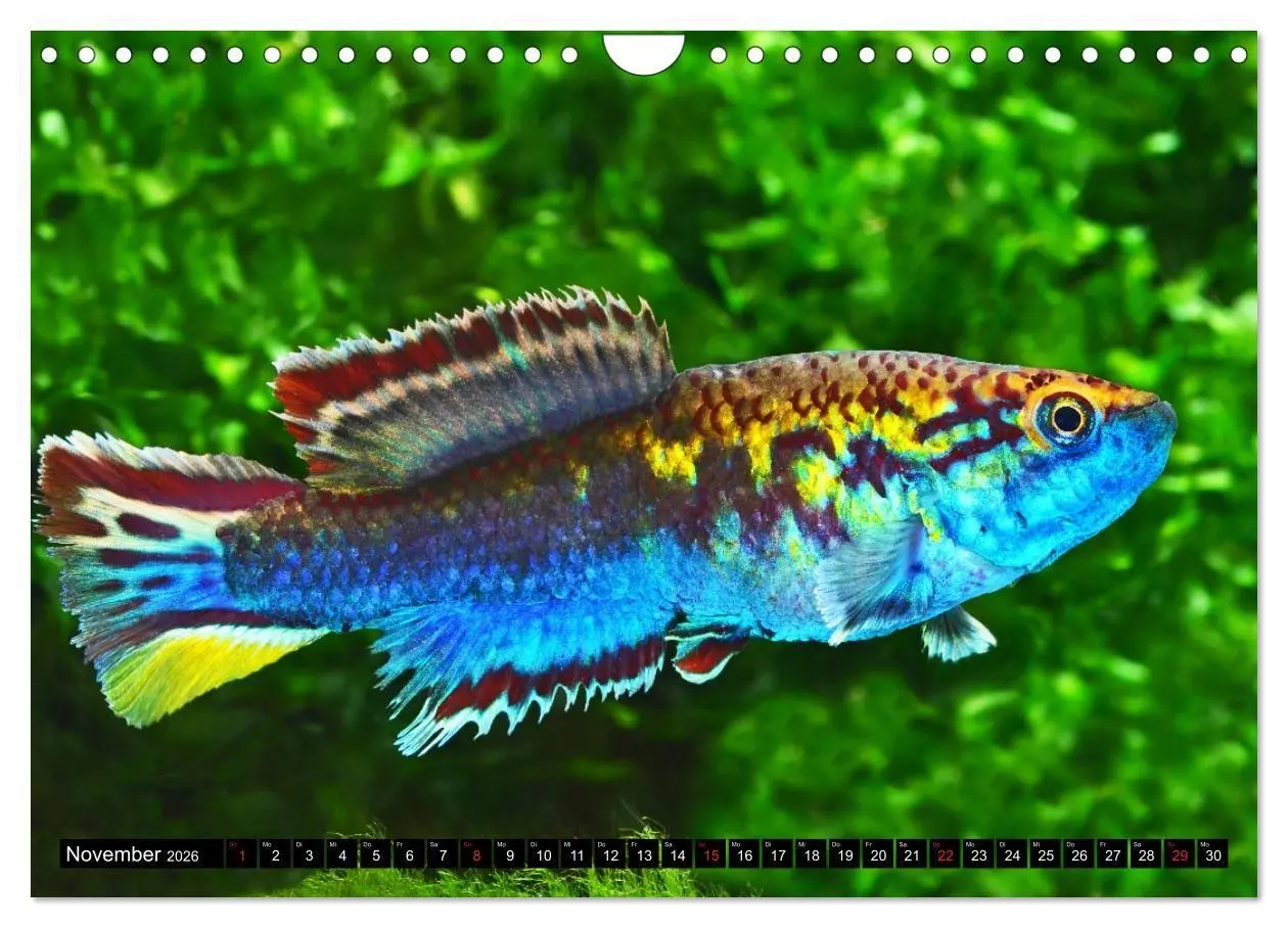 Bild: 9783457990759 | Bunte Fische der Welt - Killifische (Wandkalender 2026 DIN A4...