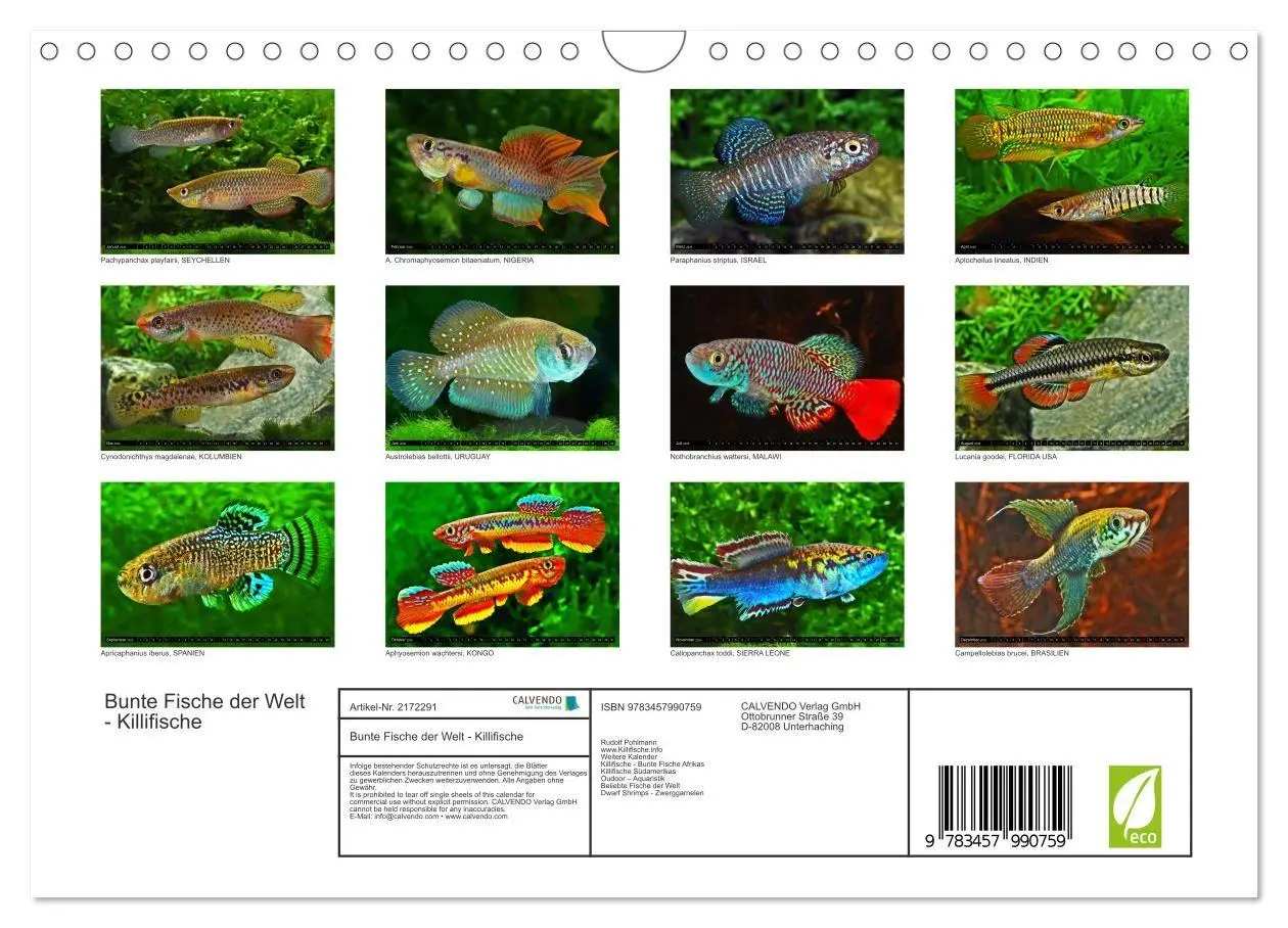 Bild: 9783457990759 | Bunte Fische der Welt - Killifische (Wandkalender 2026 DIN A4...