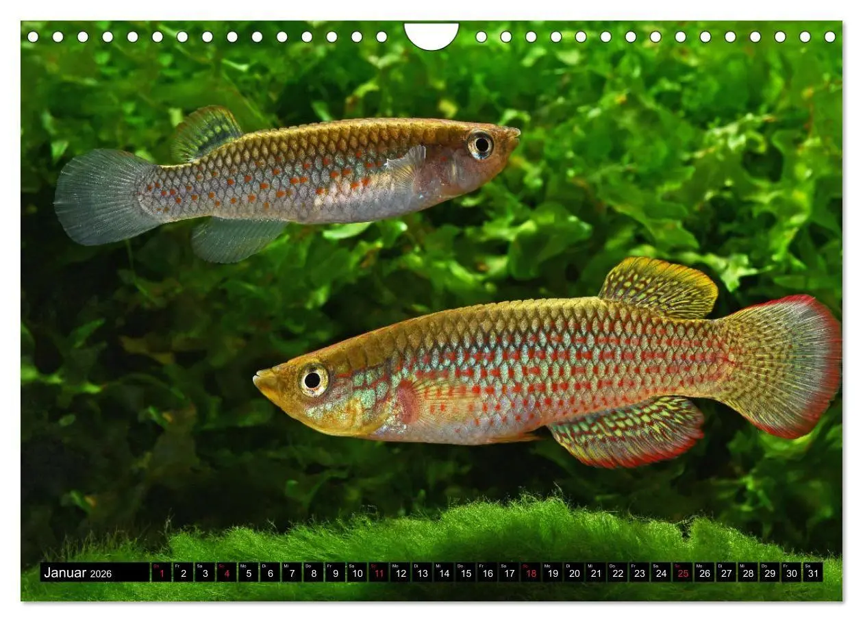 Bild: 9783457990759 | Bunte Fische der Welt - Killifische (Wandkalender 2026 DIN A4...