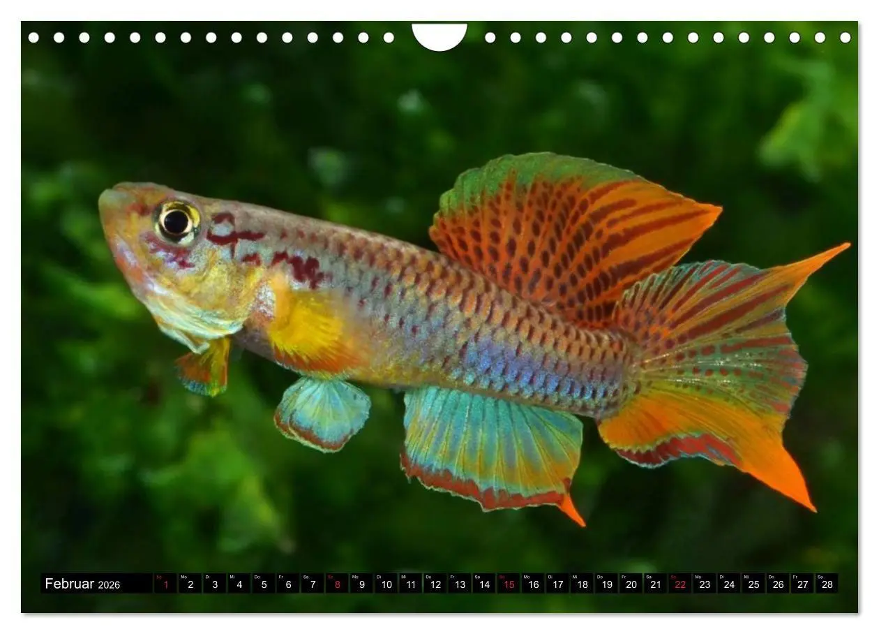 Bild: 9783457990759 | Bunte Fische der Welt - Killifische (Wandkalender 2026 DIN A4...