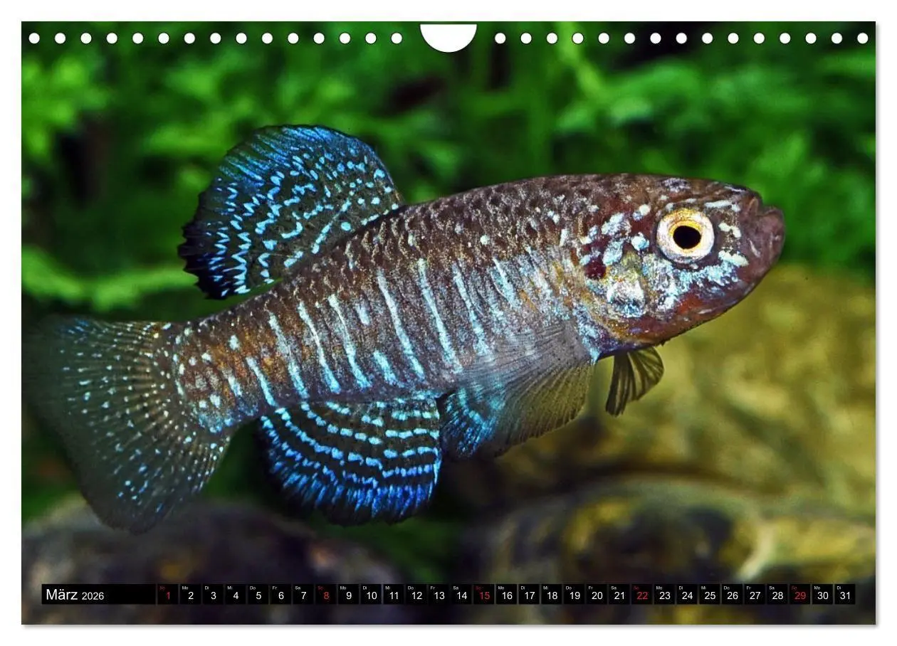 Bild: 9783457990759 | Bunte Fische der Welt - Killifische (Wandkalender 2026 DIN A4...