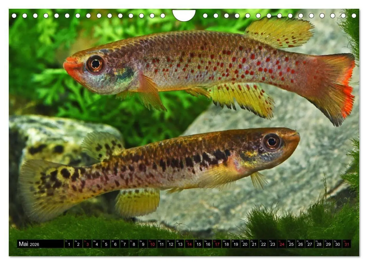 Bild: 9783457990759 | Bunte Fische der Welt - Killifische (Wandkalender 2026 DIN A4...