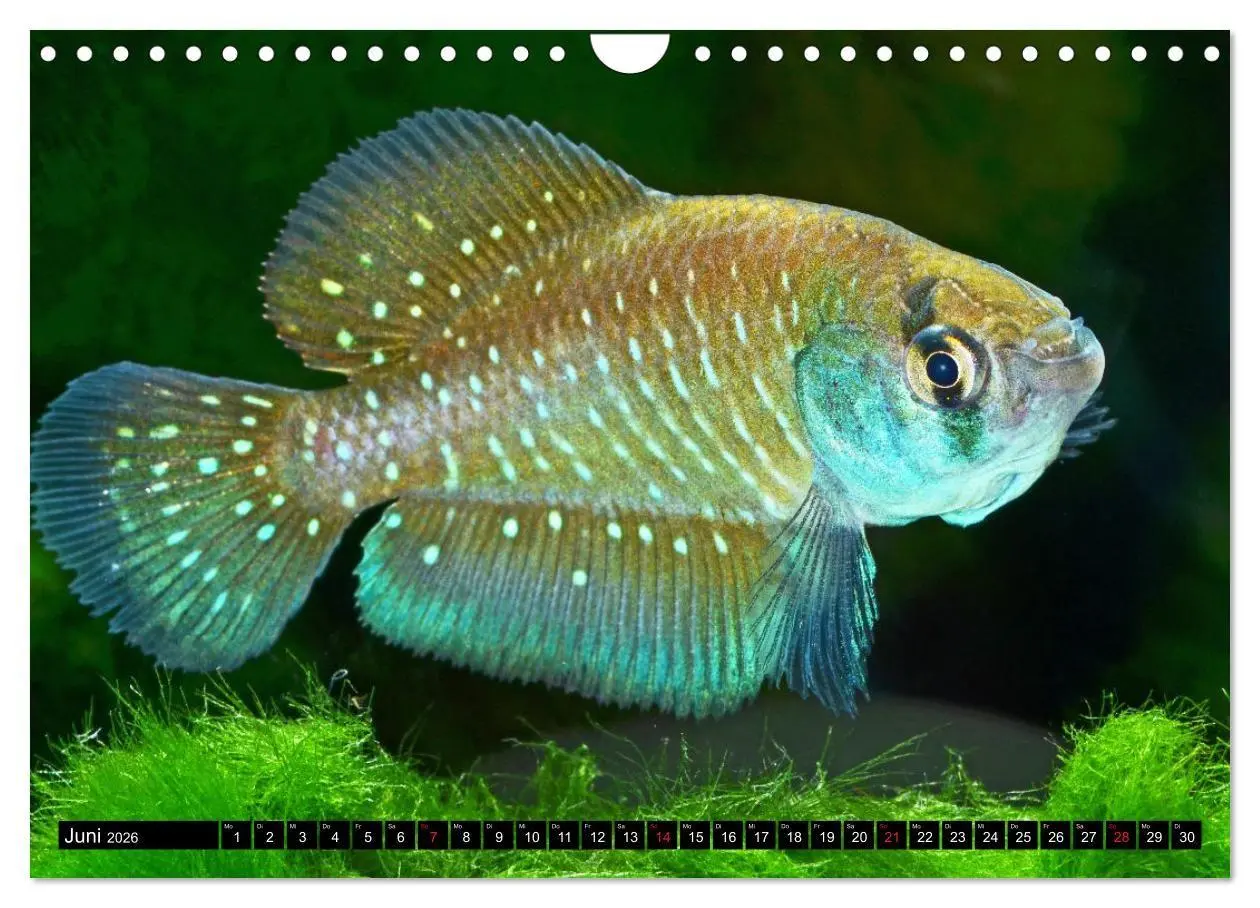 Bild: 9783457990759 | Bunte Fische der Welt - Killifische (Wandkalender 2026 DIN A4...