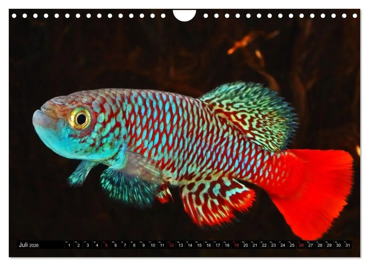 Bild: 9783457990759 | Bunte Fische der Welt - Killifische (Wandkalender 2026 DIN A4...
