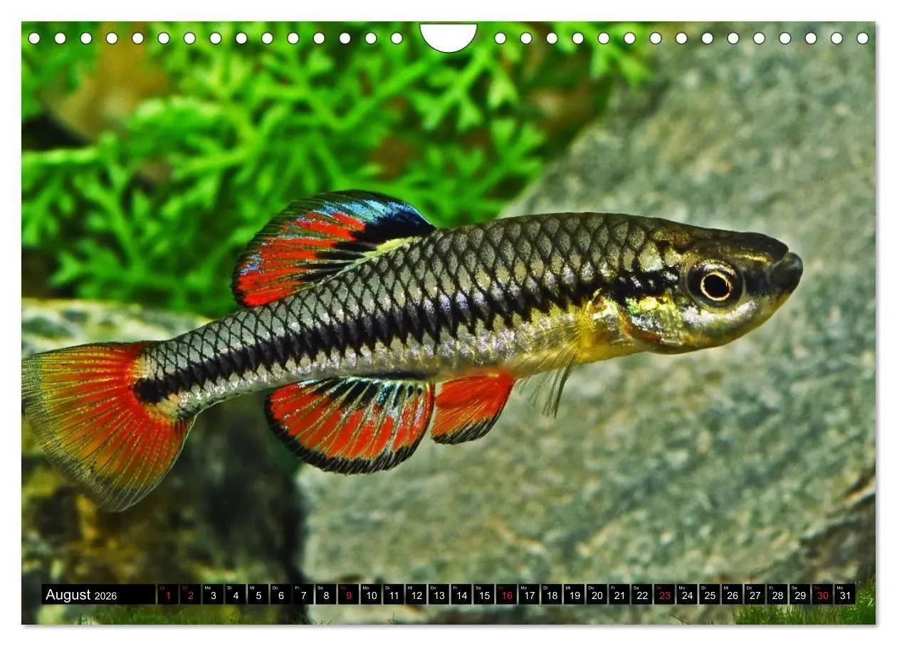 Bild: 9783457990759 | Bunte Fische der Welt - Killifische (Wandkalender 2026 DIN A4...