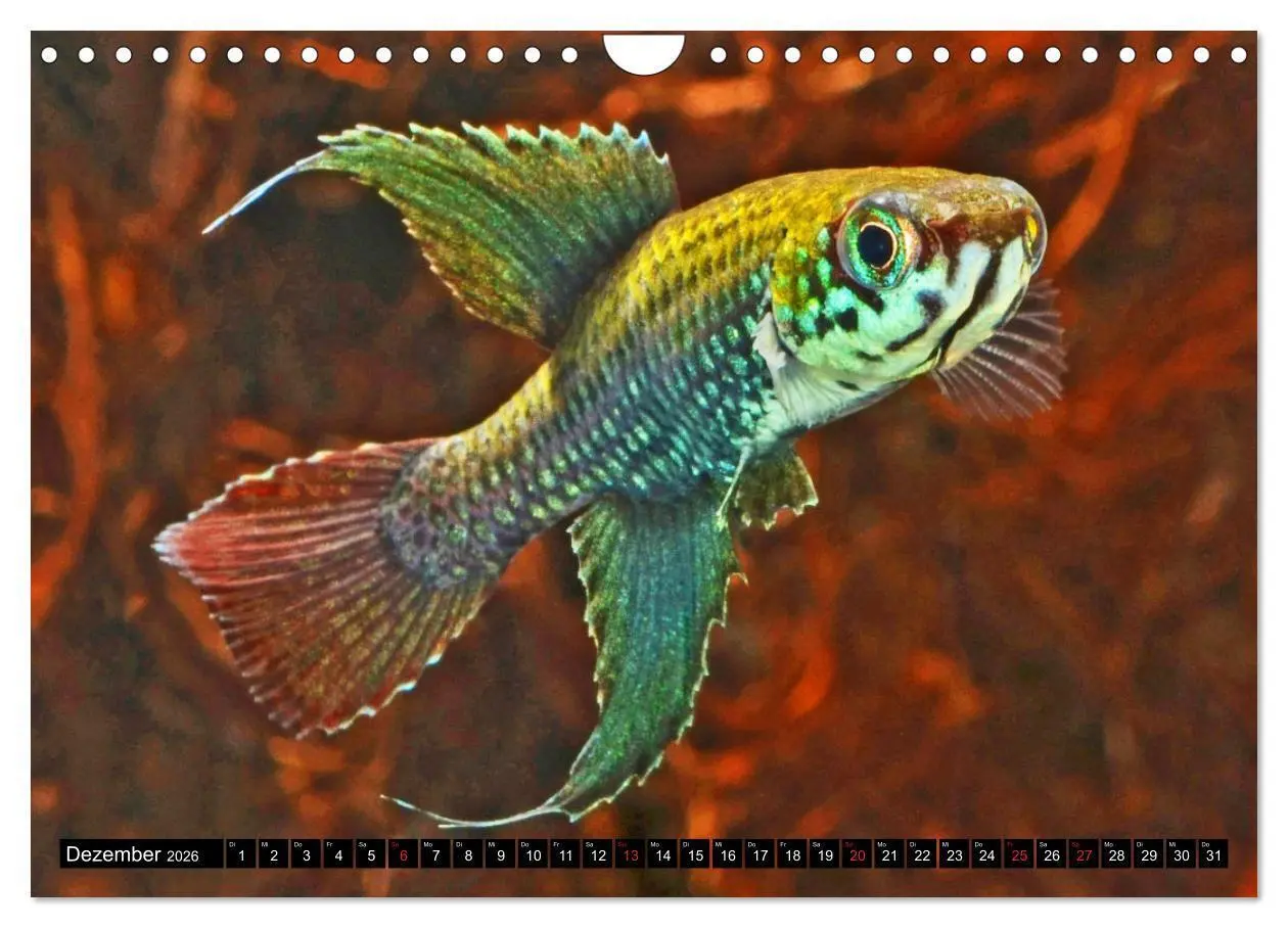 Bild: 9783457990759 | Bunte Fische der Welt - Killifische (Wandkalender 2026 DIN A4...