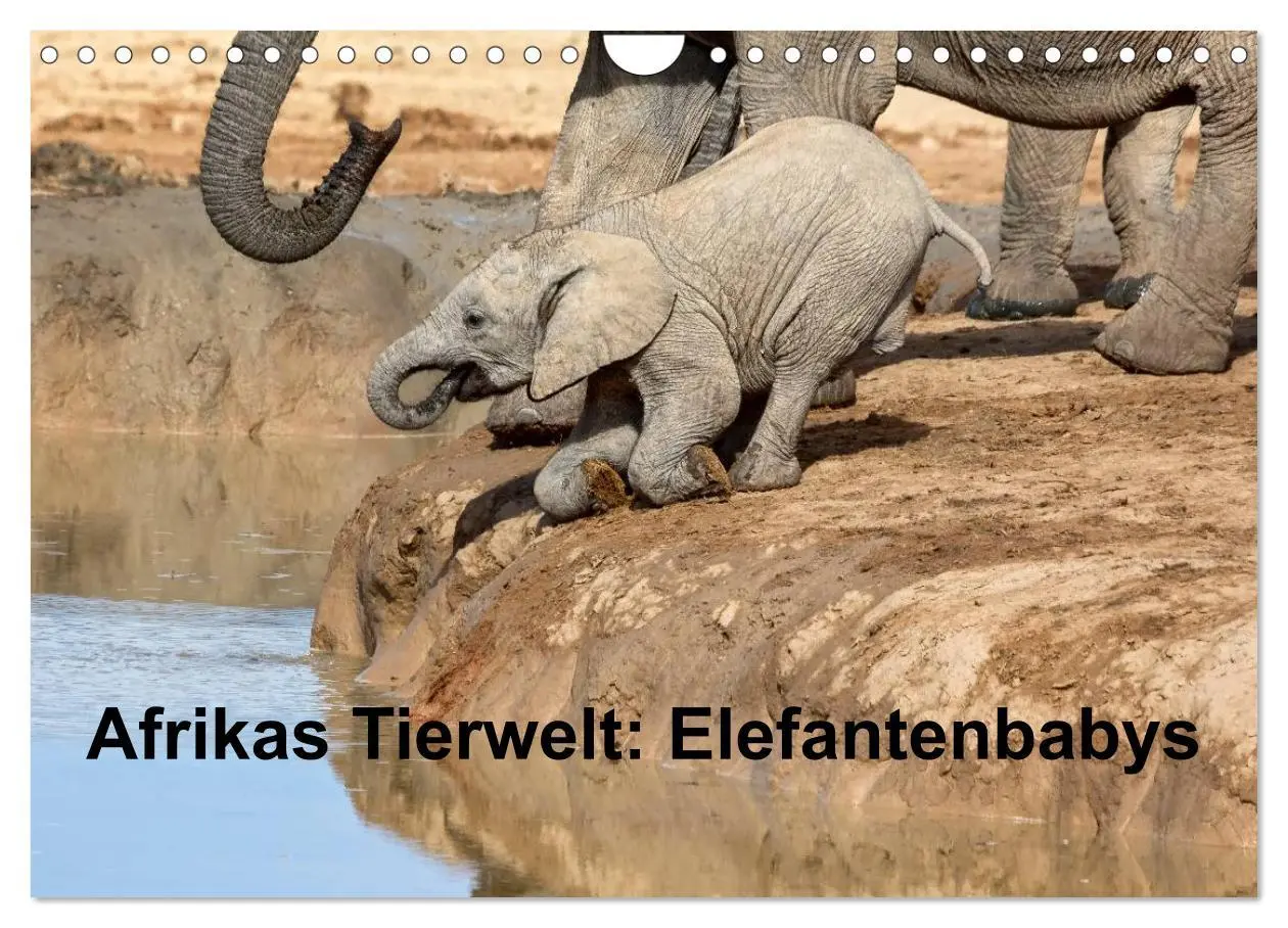 Cover: 9783516220759 | Afrikas Tierwelt: Elefantenbabys (Wandkalender 2026 DIN A4 quer),...