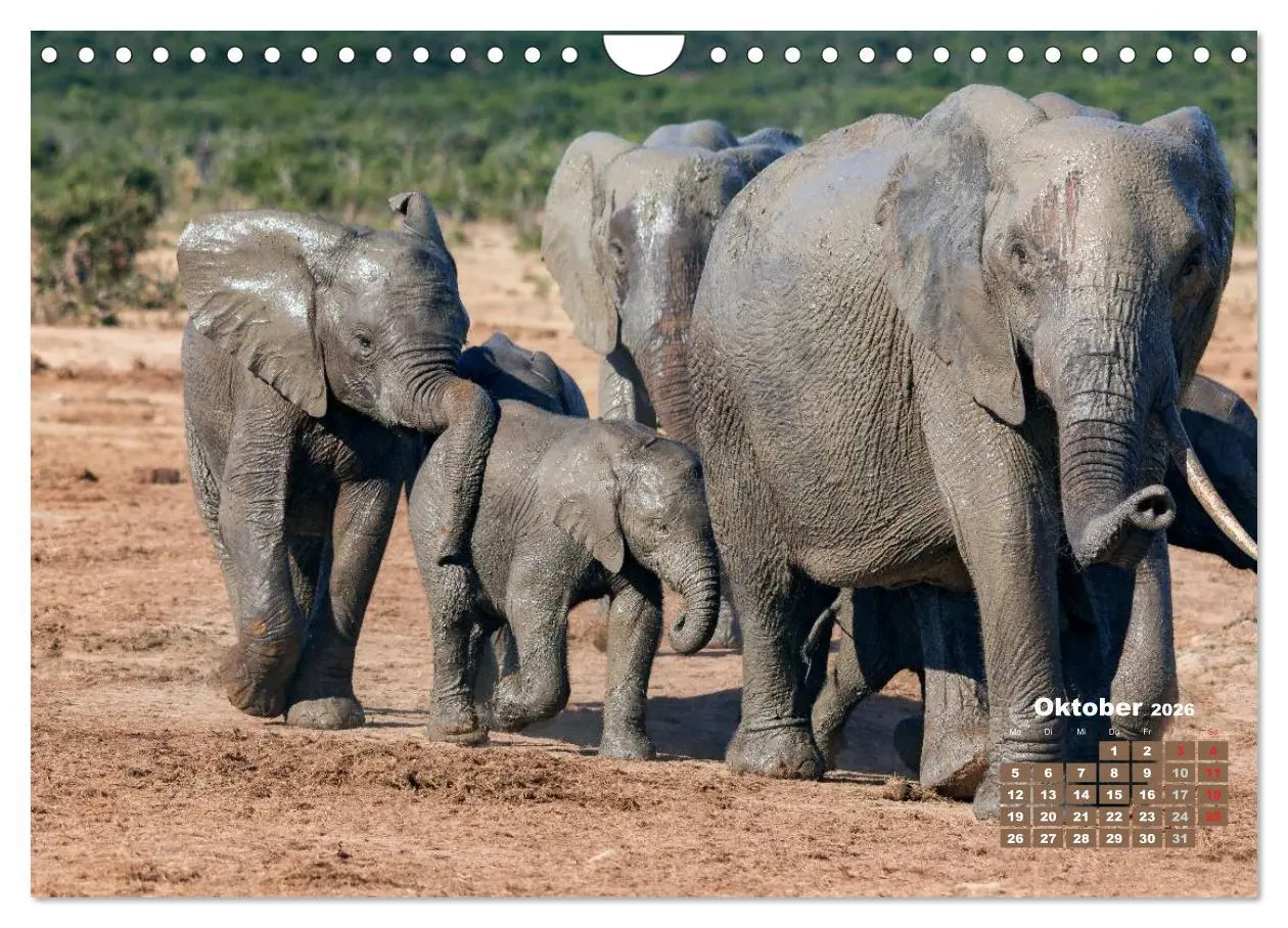Bild: 9783516220759 | Afrikas Tierwelt: Elefantenbabys (Wandkalender 2026 DIN A4 quer),...