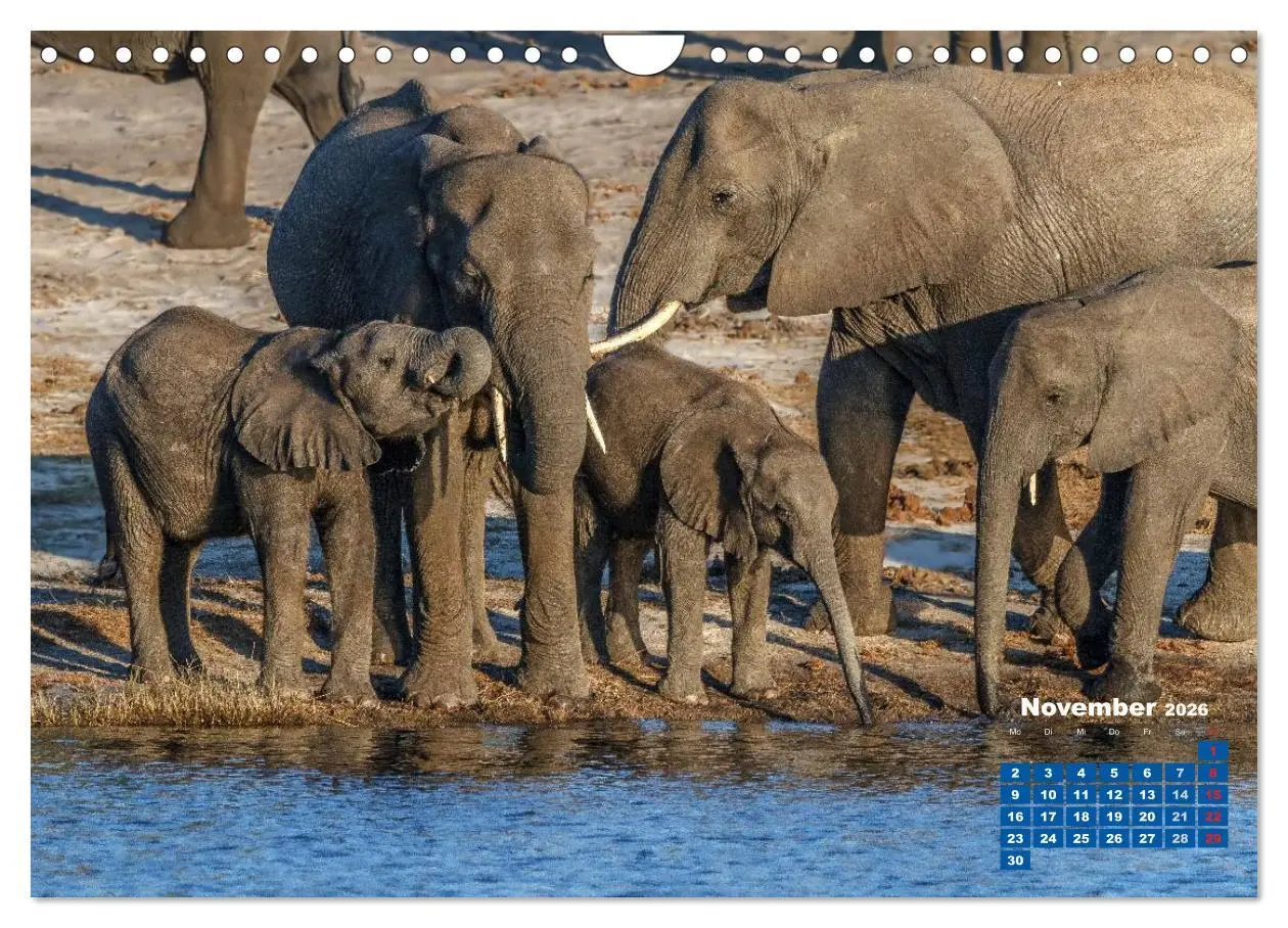 Bild: 9783516220759 | Afrikas Tierwelt: Elefantenbabys (Wandkalender 2026 DIN A4 quer),...