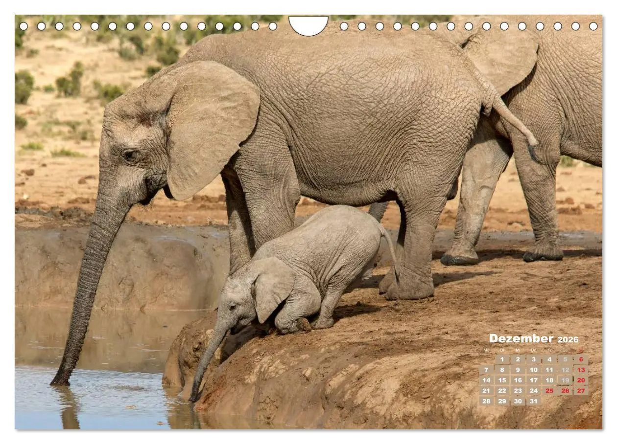 Bild: 9783516220759 | Afrikas Tierwelt: Elefantenbabys (Wandkalender 2026 DIN A4 quer),...