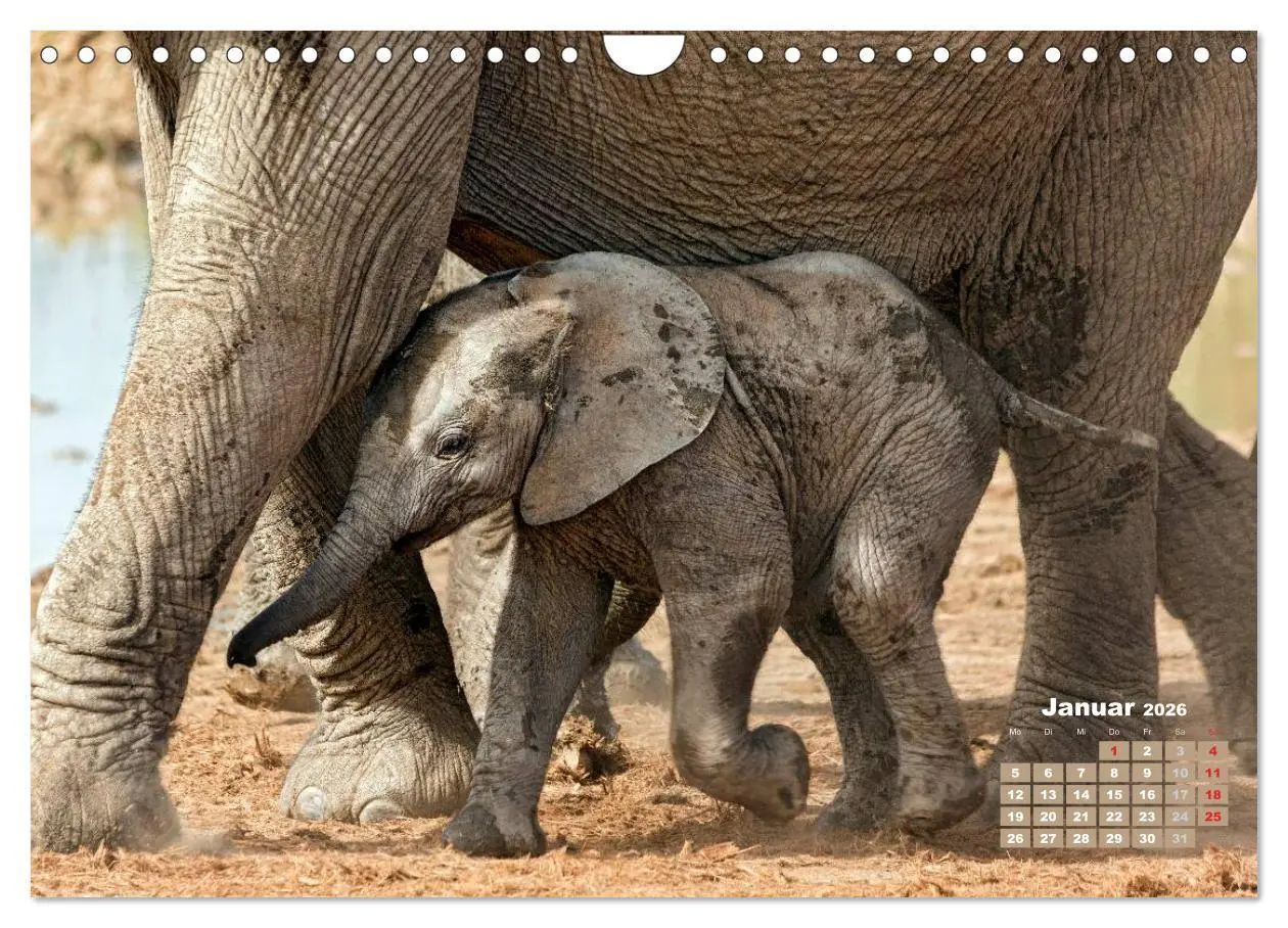 Bild: 9783516220759 | Afrikas Tierwelt: Elefantenbabys (Wandkalender 2026 DIN A4 quer),...