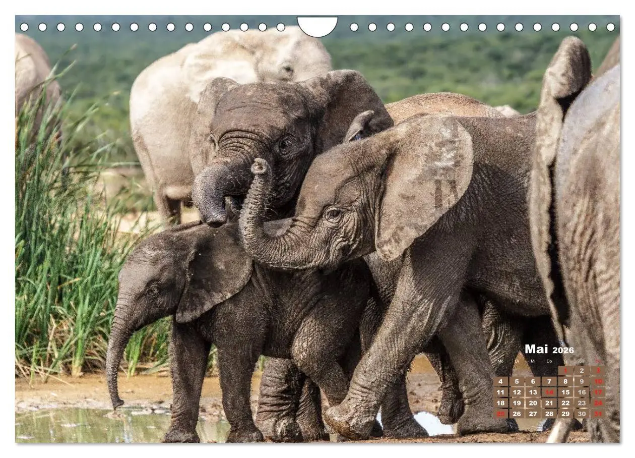 Bild: 9783516220759 | Afrikas Tierwelt: Elefantenbabys (Wandkalender 2026 DIN A4 quer),...