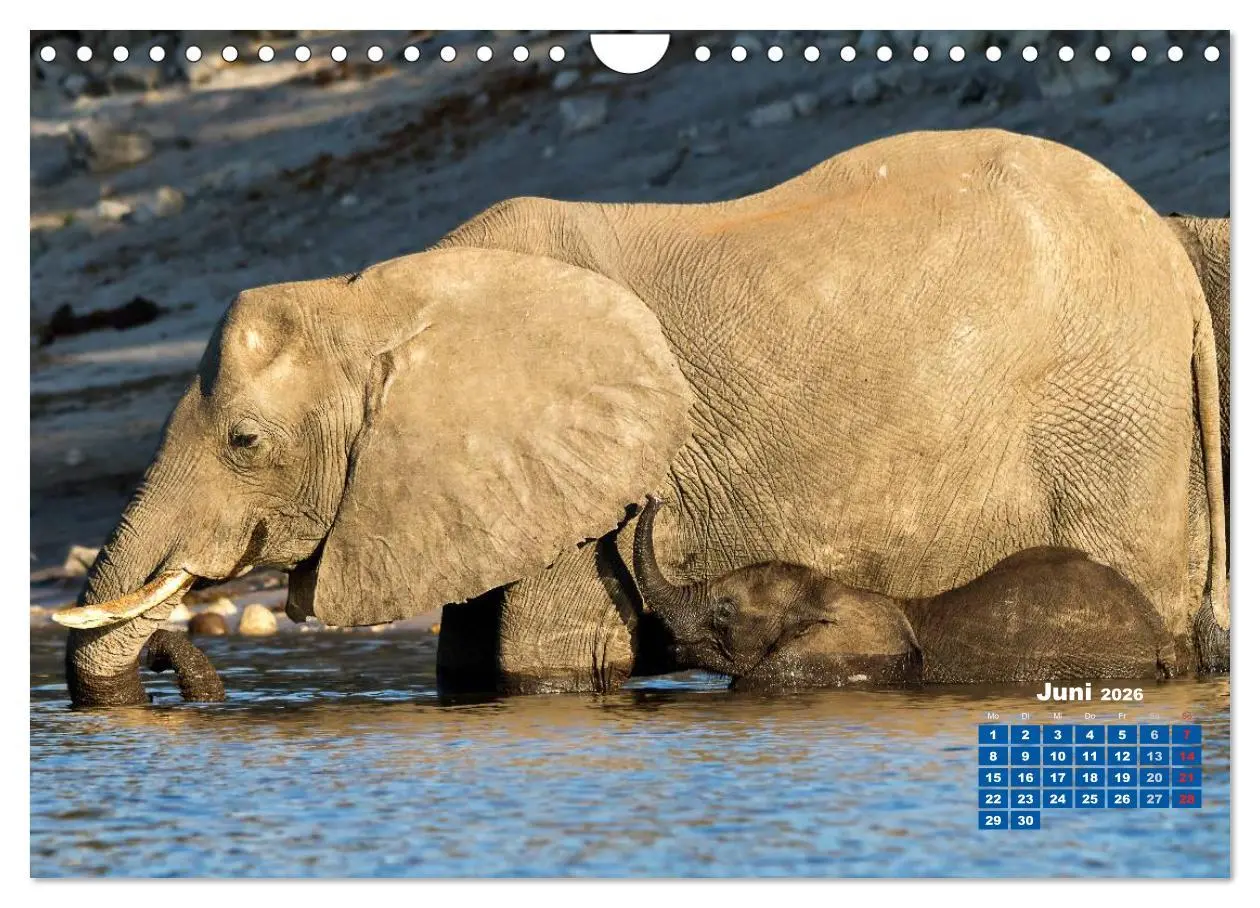 Bild: 9783516220759 | Afrikas Tierwelt: Elefantenbabys (Wandkalender 2026 DIN A4 quer),...