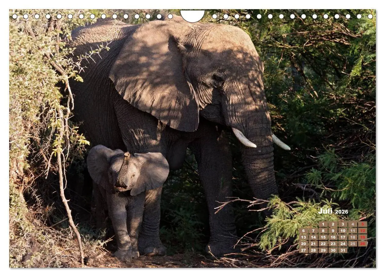 Bild: 9783516220759 | Afrikas Tierwelt: Elefantenbabys (Wandkalender 2026 DIN A4 quer),...
