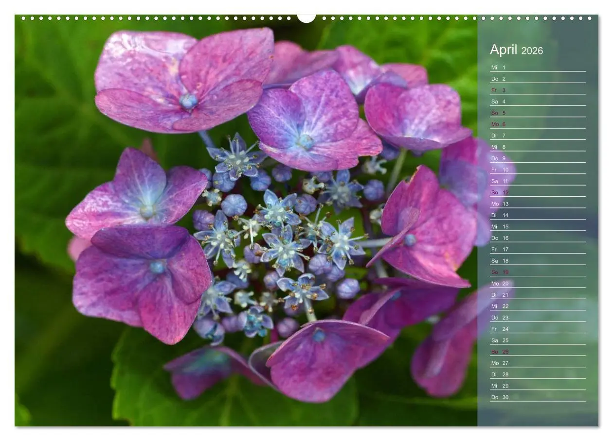 Bild: 9783516140859 | Hortensien / Geburtstagskalender (hochwertiger Premium Wandkalender...