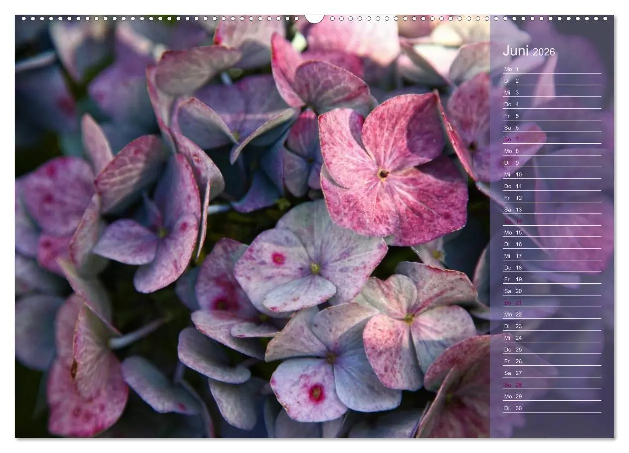Bild: 9783516140859 | Hortensien / Geburtstagskalender (hochwertiger Premium Wandkalender...