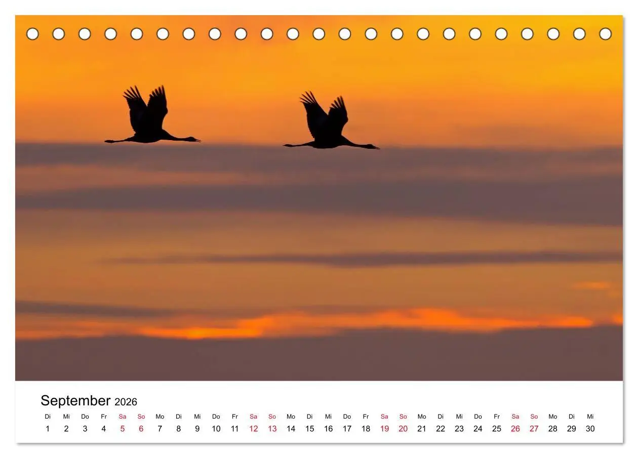 Bild: 9783516060959 | Zug der Kraniche (Tischkalender 2026 DIN A5 quer), CALVENDO...