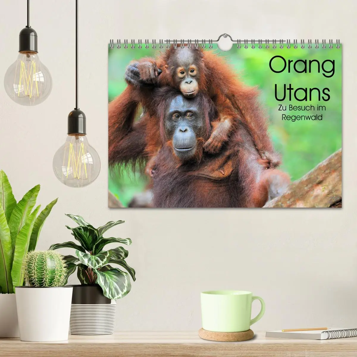 Bild: 9783457791059 | Orang Utans: Zu Besuch im Regenwald (Wandkalender 2026 DIN A4...