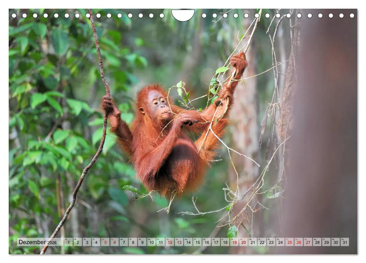 Bild: 9783457791059 | Orang Utans: Zu Besuch im Regenwald (Wandkalender 2026 DIN A4...